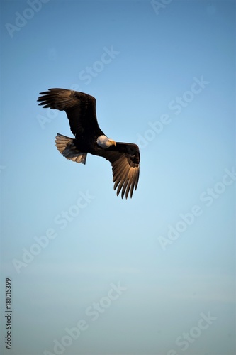 Bald Eagel In flight © RCMarx