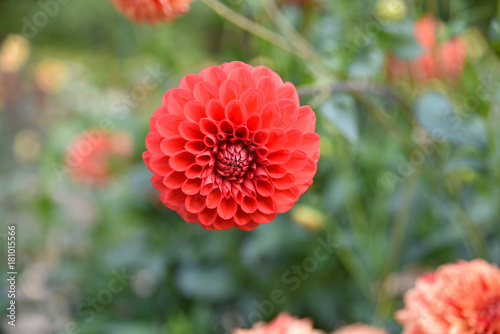 Fototapeta Naklejka Na Ścianę i Meble -  Dahlia pompon rouge en été au jardin