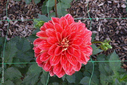 Fototapeta Naklejka Na Ścianę i Meble -  Dahlia rouge en été au jardin