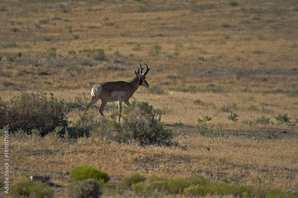 Pronghorn Antelope on the Utah dessert Pronghorn Antelope on the Utah dessert