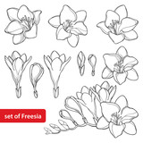 Vector set with outline Freesia flower bunch and ornate bud in black isolated on white background. Perennial fragrant plant Freesia in contour style for summer design and coloring book.