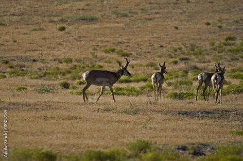 Pronghorn Antelope on the Utah dessert