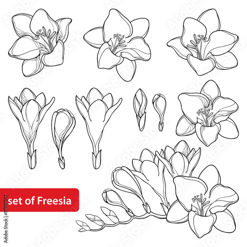 Vector set with outline Freesia flower bunch and ornate bud in black isolated on white background. Perennial fragrant plant Freesia in contour style for summer design and coloring book.