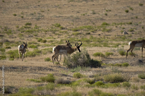 Pronghorn Antelope on the Utah dessert