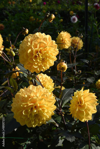 Fototapeta Naklejka Na Ścianę i Meble -  Dahlia jaune en été au jardin