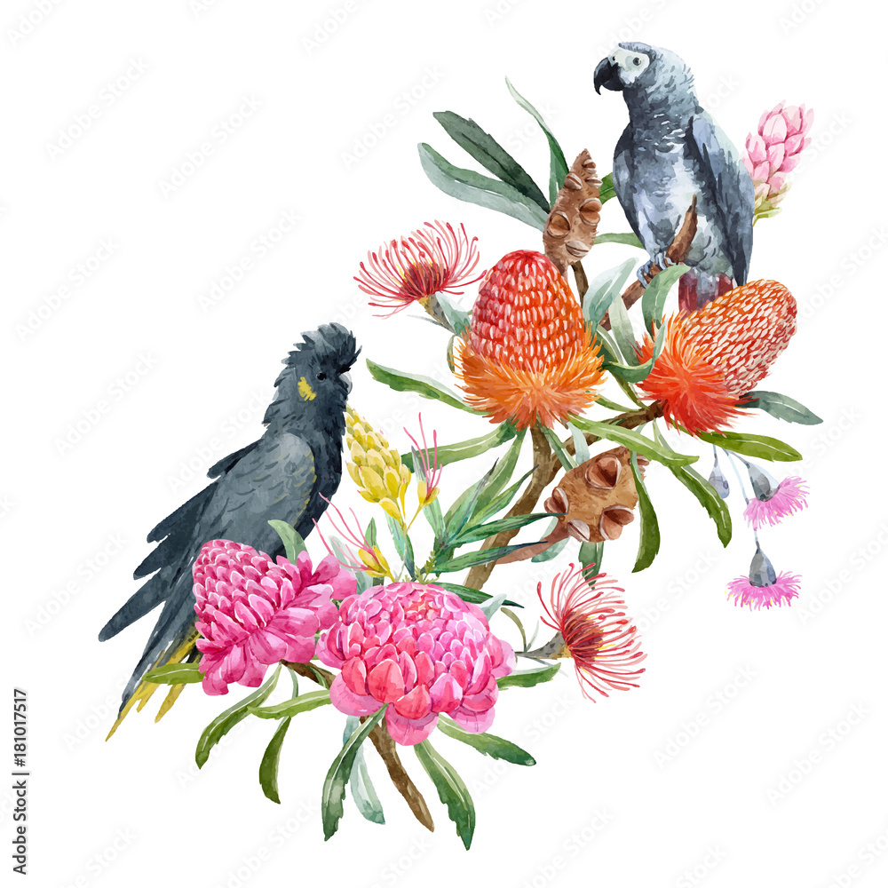 Fotografie Watercolor banksia flower vector composition