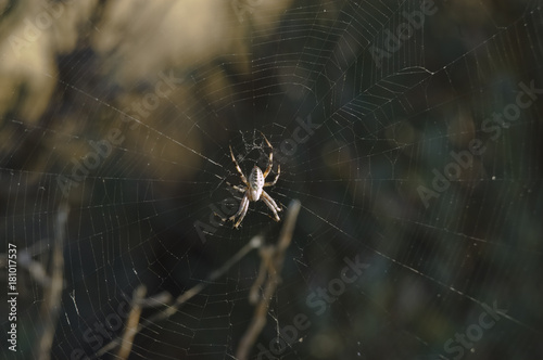 Garden Spide making its web in the shrubs
