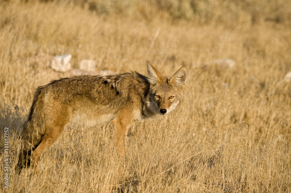 Coyote Coyote