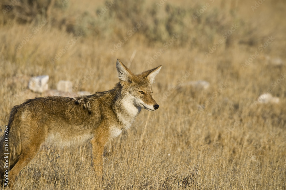 Obraz premium Coyote