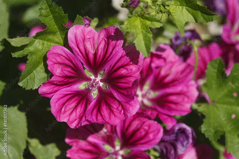 pink Flammenblumen (Phlox) pink Flammenblumen (Phlox)