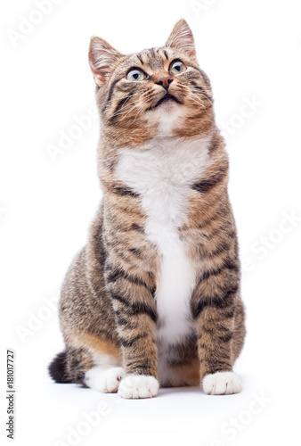 Beautiful cat isolated on a white