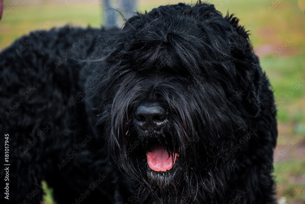 Black Terrier dog with tongue