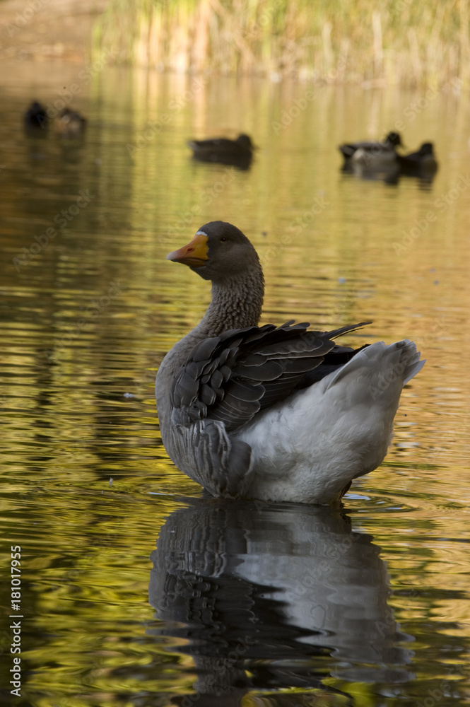 Obraz premium White-Fronted Goose
