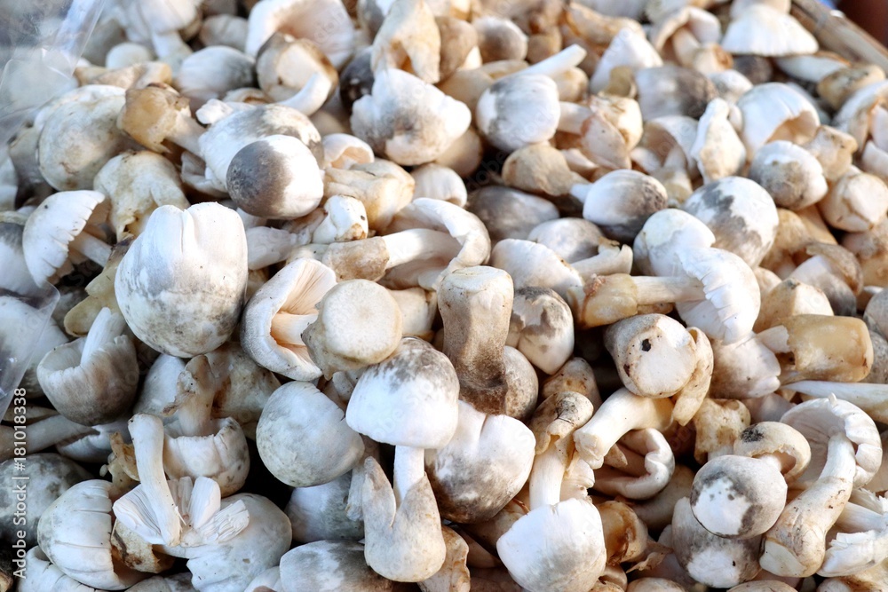 Fresh mushrooms at street food