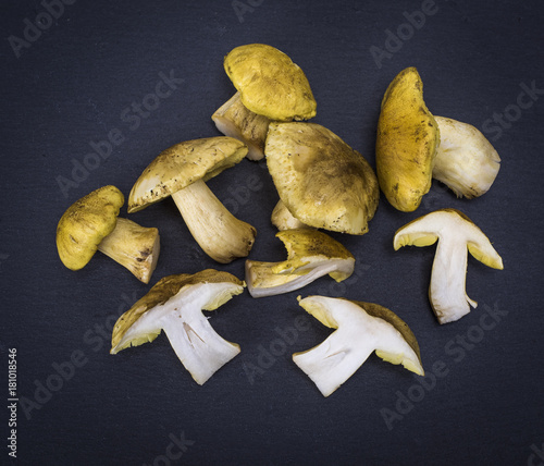 fresh forest mushrooms Tricholoma equestr photo