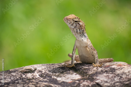 Small chameleon on the rock photo