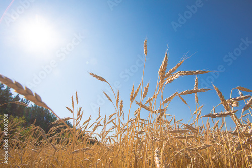 Wheat ears on blue sky background 