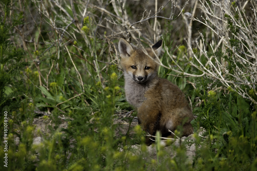 Red Fox