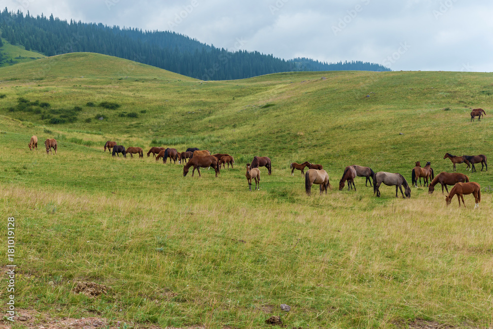 grazing herds of horses of plateau Assy Kazakhstan, Trans-Ili Alatau, nature plateau Assy Kazakhstan grazing herds of horses of plateau Assy Kazakhstan, Trans-Ili Alatau, nature plateau Assy Kazakhstan