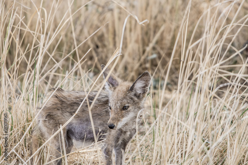 Wallpaper Mural Coyote hidding in thge brush Torontodigital.ca