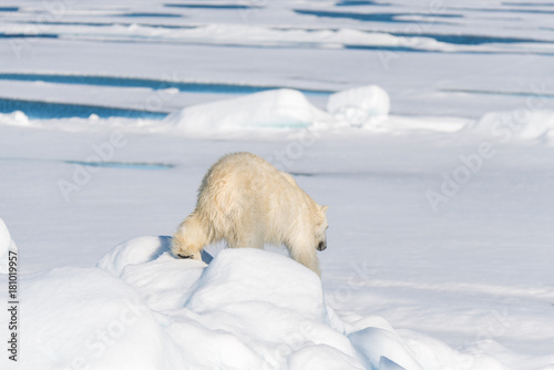 Polar bear on the pack ice