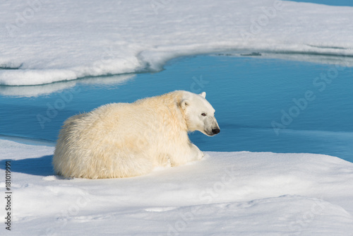 Polar bear lying on the ice