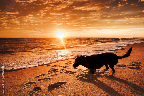 Φωτογραφία dog walk on beach at sunrise