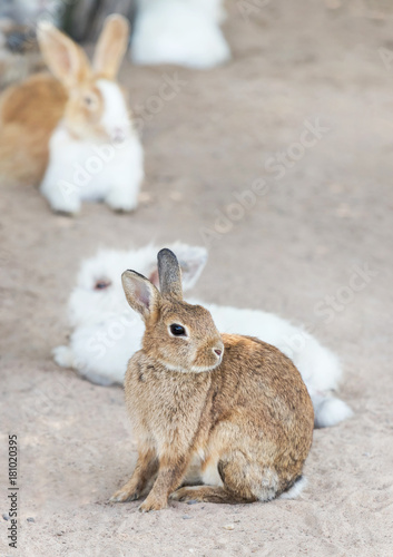  Close up brown little rabbit sitting in outdoor nature habitat Easter day idea concept.