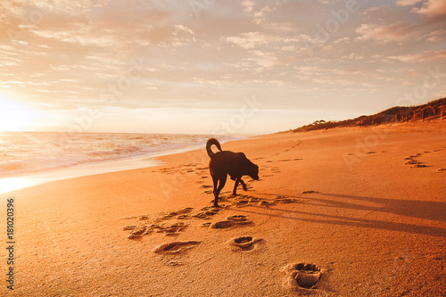 dog walk on beach 5 © aaron