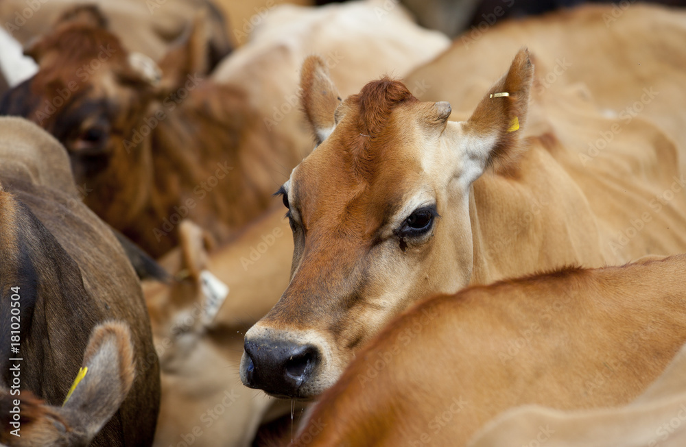Milchkühe einer Rinderherde in Neuseeland
