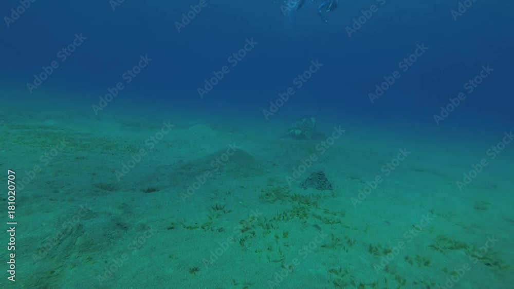 Man shooting on action camera Green Sea Turtle (Chelonia mydas) eats the sea grass on a sandy bottom, Red sea, Marsa Alam, Abu Dabab, Egypt
Man shooting on action camera Green Sea Turtle (Chelonia mydas) eats the sea grass on a sandy bottom, Red sea, Marsa Alam, Abu Dabab, Egypt