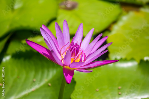 Purple Lotus