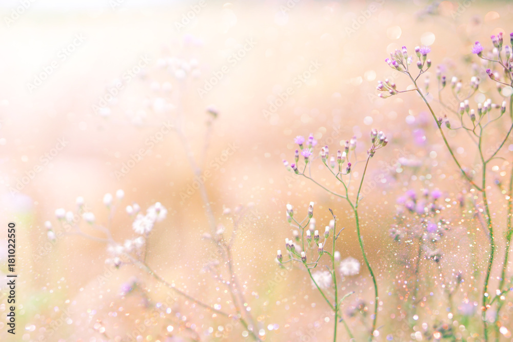 grass flower field in spring background with sunlight soft pink tone and glitter light grass flower field in spring background with sunlight soft pink tone and glitter light