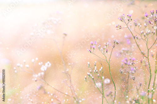 grass flower field in spring background with sunlight soft pink tone and glitter light