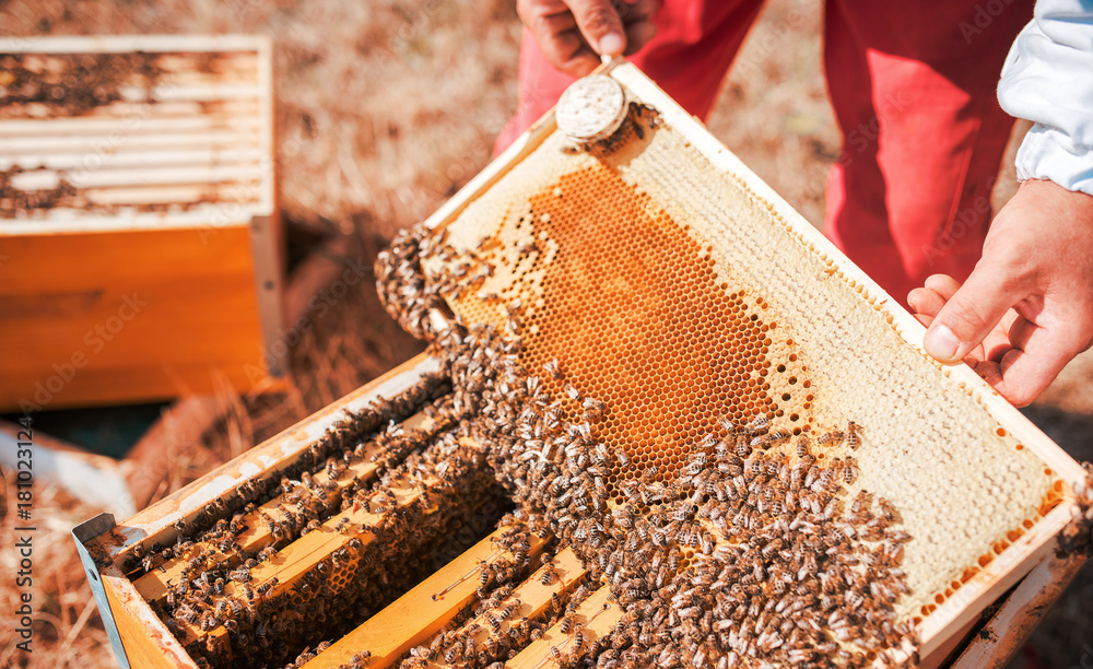 Beekeeper working in the apiary