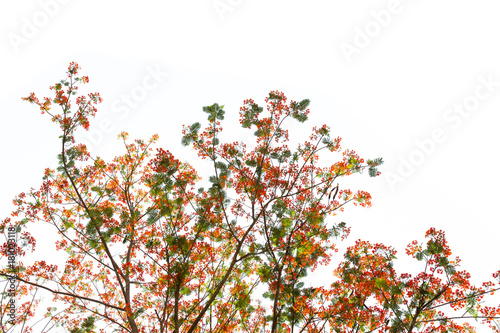 Red flower tree isolated on white background