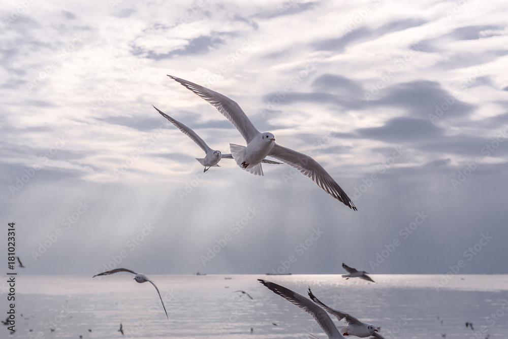 Fototapeta premium Seagulls flying over the sea and are swimming in the water