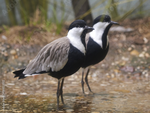 Spur-winged lapwing (Vanellus spinosus)