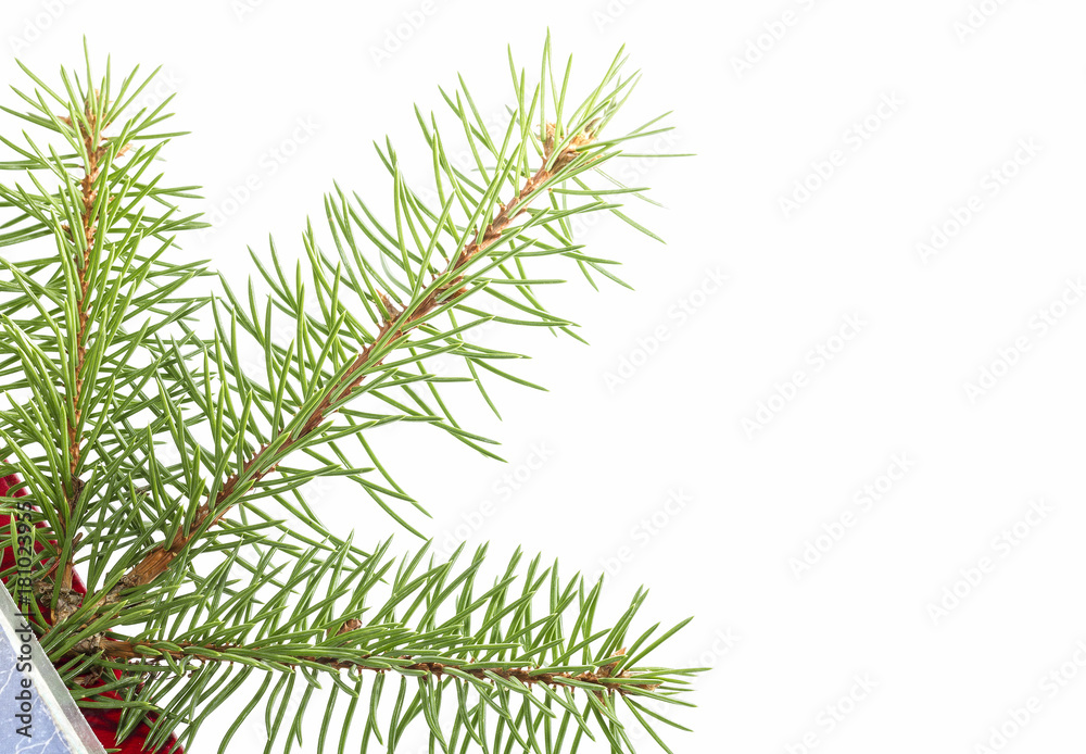 Fototapeta premium Christmas tree branch