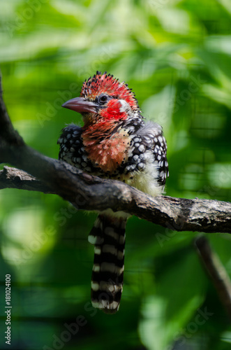 vogel 3