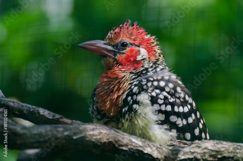 vogel 2