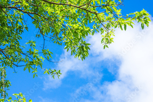 Green leaves branch against blue sky and clouds nature background 