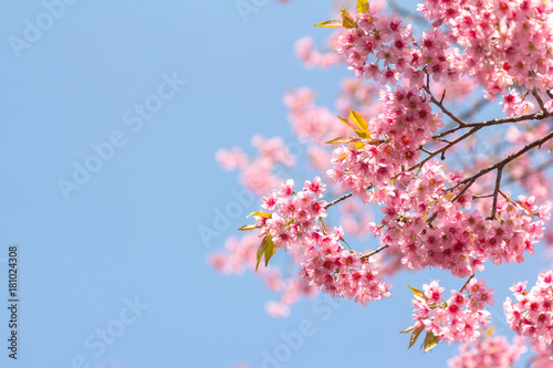 Wild Himalayan Cherry