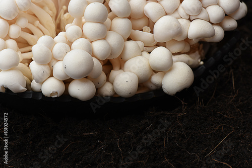 White Beech Mushroom photo