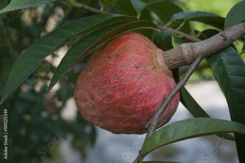 Mulwo fruit or also called buah nona or Annona reticulata