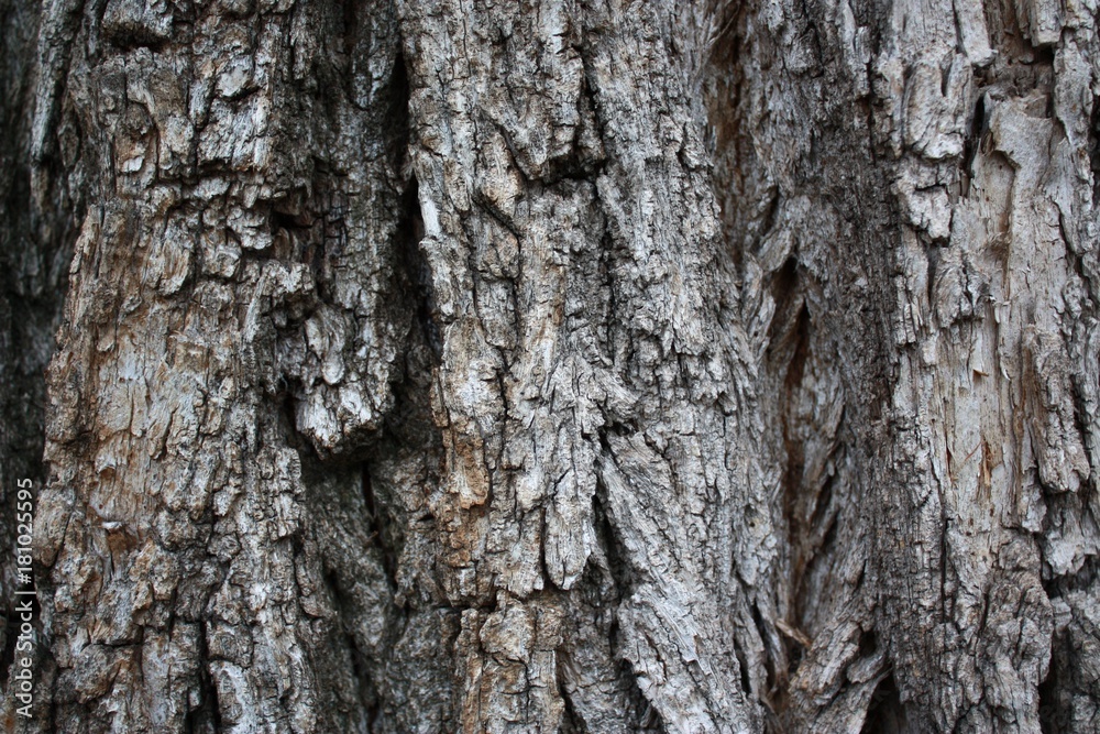 Old wood bark texture Old wood bark texture