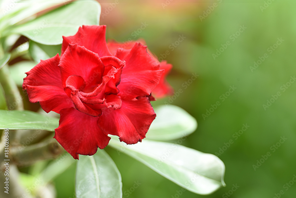 Red desert rose