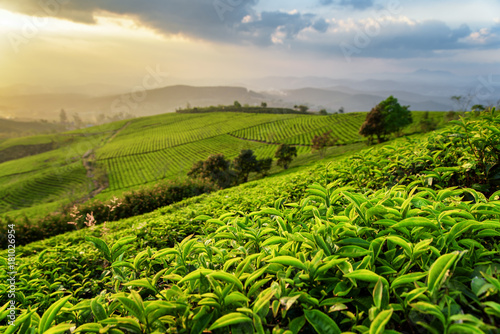 Scenic rows of green tea bushes and colorful sunset sky