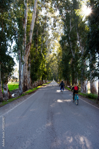 Wallpaper Mural NATURE Torontodigital.ca