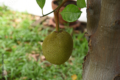 Jackfruit photo